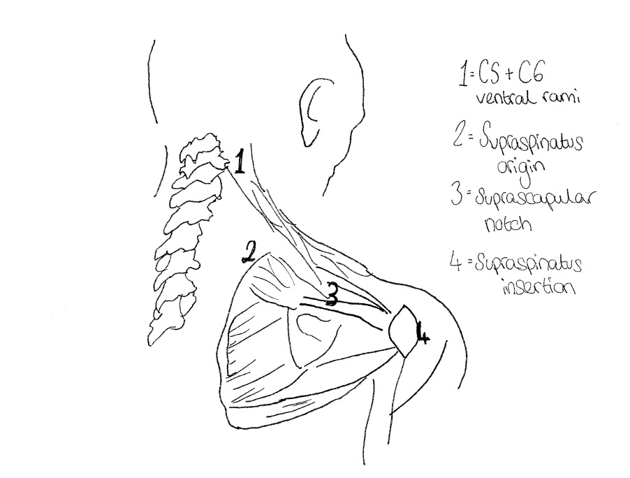 The shoulder from a posterior view